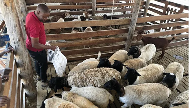 Fazenda reforça aposta na produção de carne