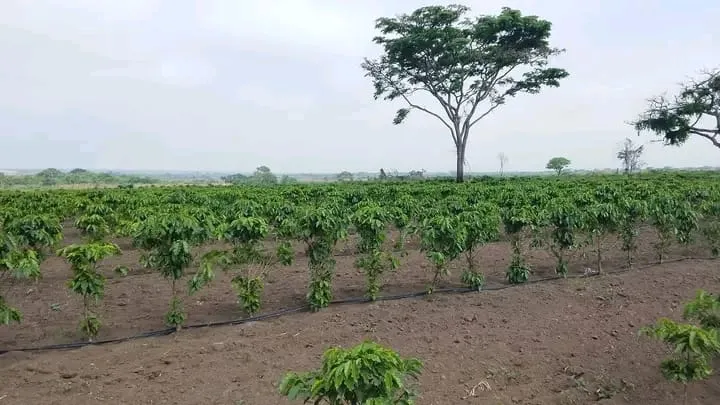 Investidores estrangeiros avaliam potencial da produção de café em Cangandala