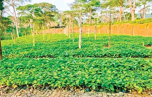 Quilombo projecta mais mudas de café e de cacau