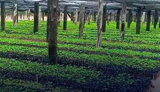 Huíla: Produção de café ultrapassa as 500 mil mudas