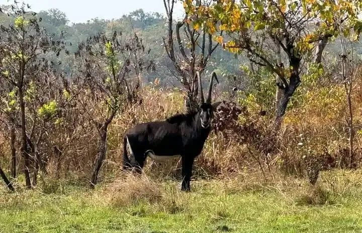 Mais de 200 Palancas Negras Gigantes reunidas no Parque Nacional de Cangandala