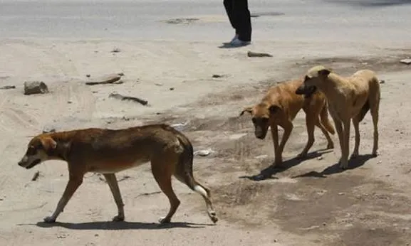 Cacuaco regista aumento de casos de mordeduras