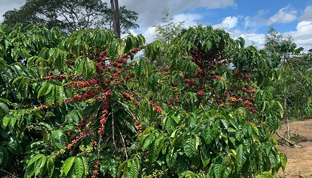 Produção de café arábica atrai interesse de jovens
