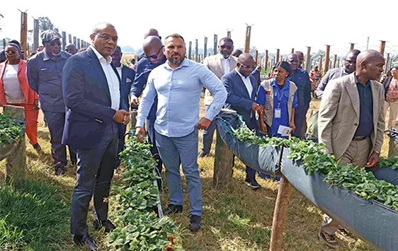 Produção agrícola está a impulsionar o crescimento económico de Angola