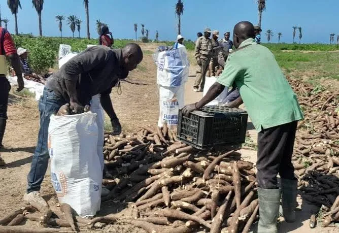 Produtores da Lubia trabalham para aumentar a produção de mandioca