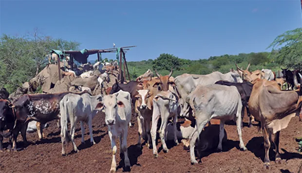 Lobito realiza mapeamento do efectivo animal na região
