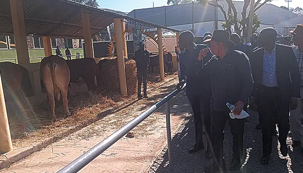 Gado de mil milhões de kwanzas na montra da Feira Agro-pecuária