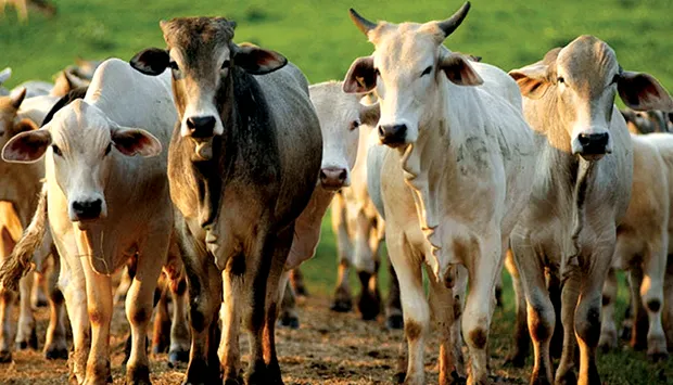 Bié: Aprimoradas técnicas para dinamizar pecuária