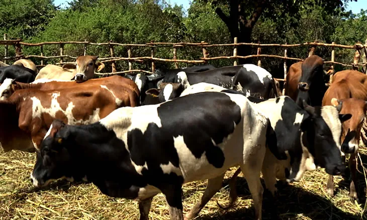 Moxico proíbe entrada de animais e seus derivados após surto na Namíbia