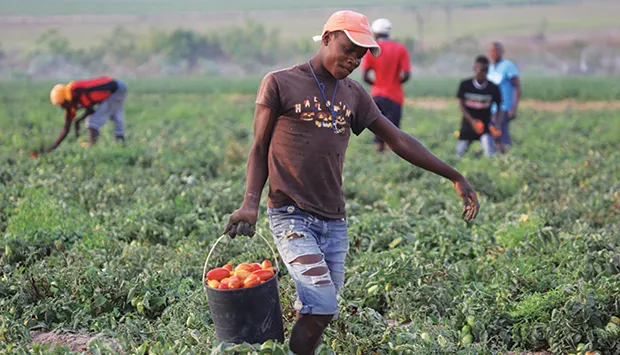 Mais de 400 mil famílias recebem apoios para a campanha agrícola