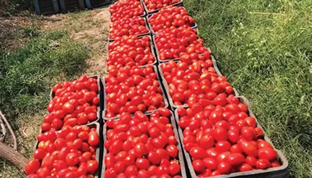 Namibe produz 53 mil toneladas de tomate