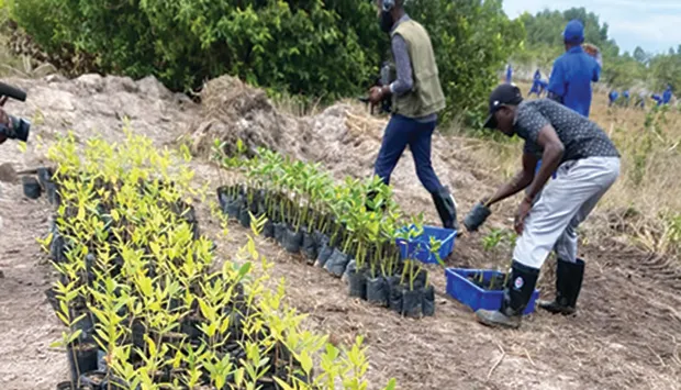 Plantados milhares de pés de mangais no Soyo e Nzeto