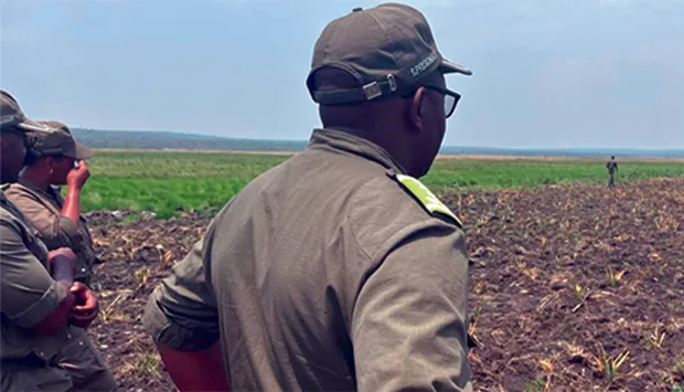 Plantados 15 mil pés de ananás na Masseca