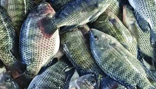 Preço de venda da ração trava criadores de tilápia