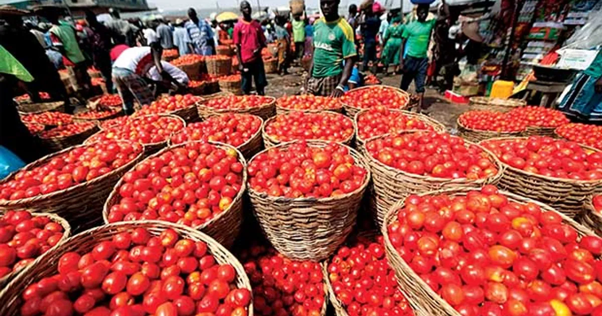 Província do Namibe produz 60% do tomate consumido no país