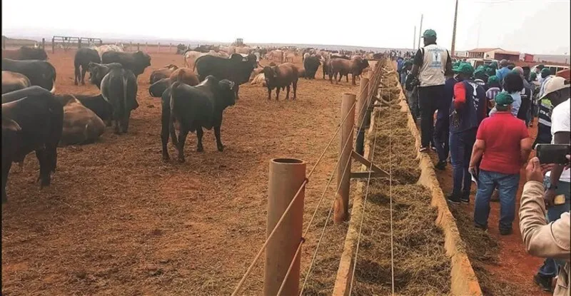 Camponeses do Andulo recebem gado bovino e insumos agrícolas