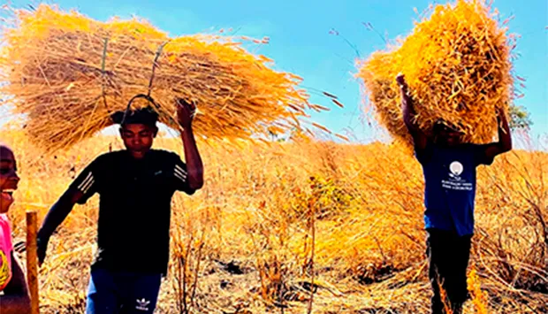 Agricultores do Cunhinga aumentam cultivo de trigo