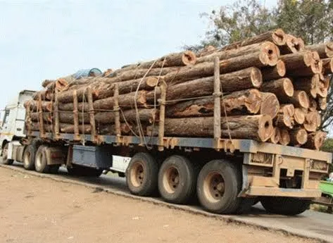 Exportação de madeira rende kz 205,6 milhões