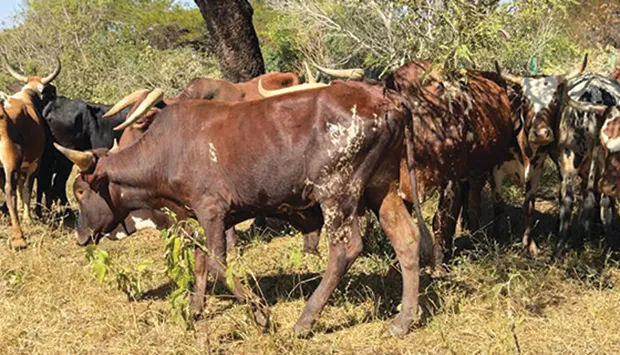 Huíla pretende ultrapassar 300 mil toneladas de carne