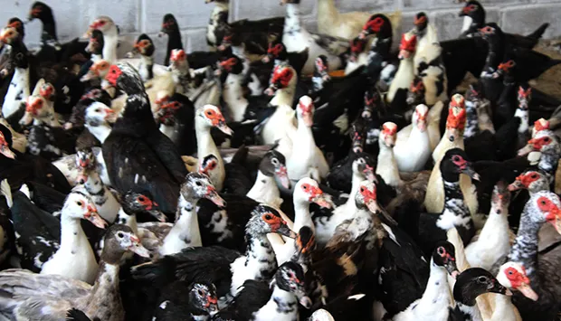 Centro de produção de aves garante 30 mil pintos/mês