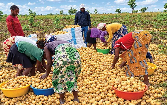 Produtor do Cunhinga anuncia colheita de mais de 6 toneladas de batata-rena em 3 hectares
