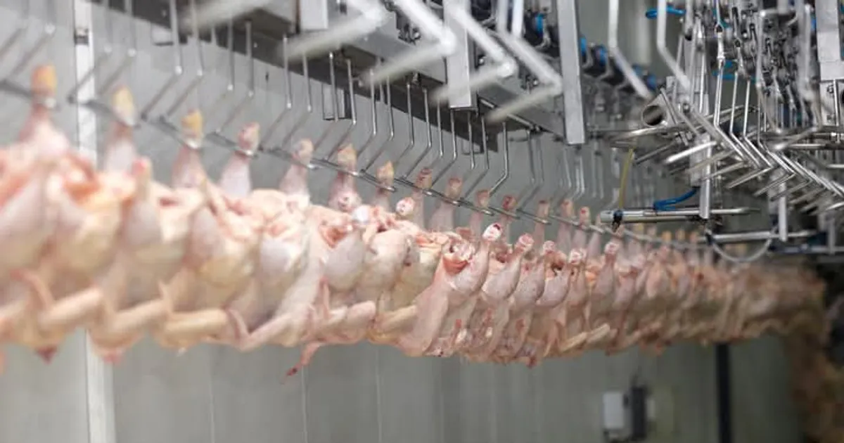 Novo espaço para abate de aves abre no município de Cacuaco