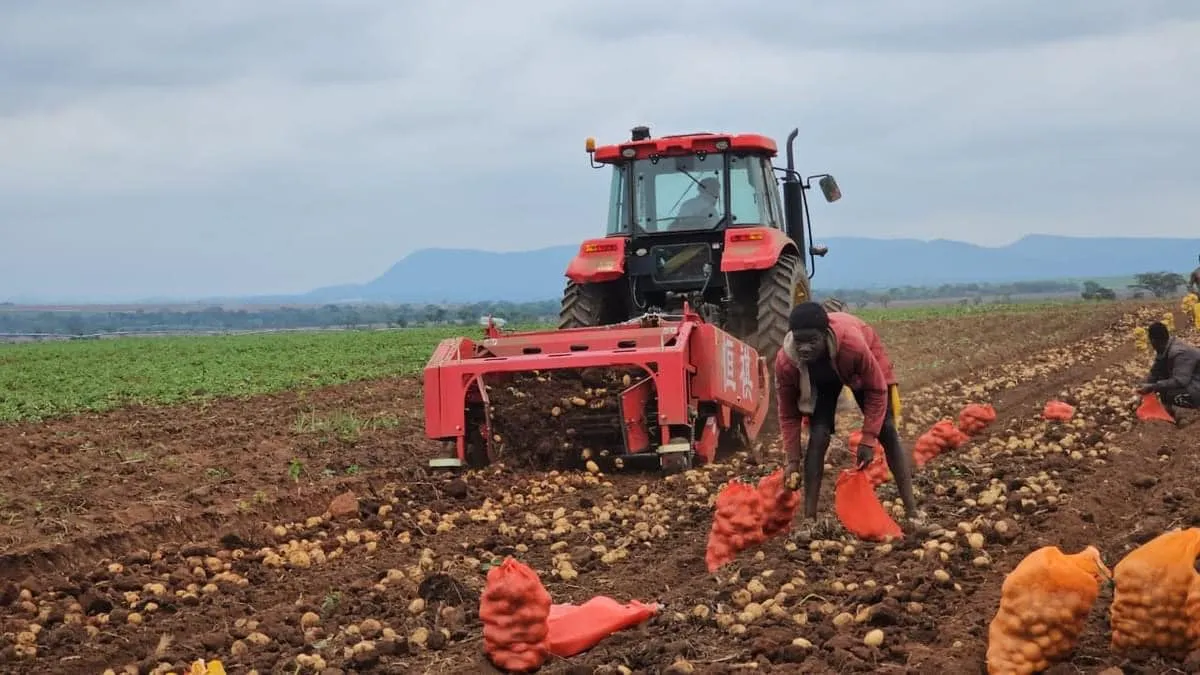 Malanje prepara três mil hectares para campanha agrícola 2026/2027