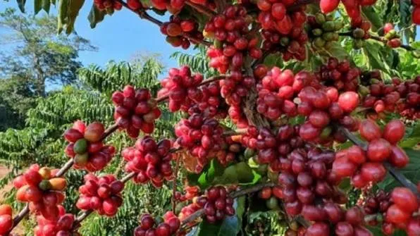 “Bago vermelho” recebe 113 milhões de dólares