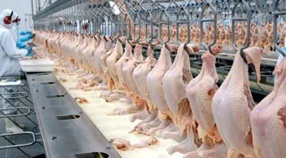 Angola gastou mais de 300 milhões de dólares na importação de frango em 2025