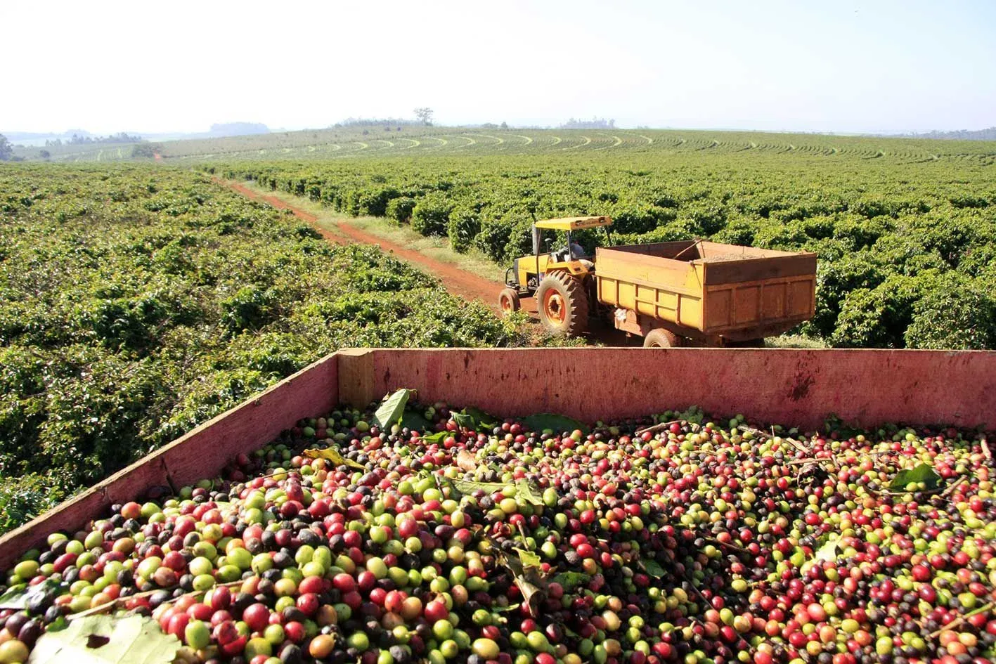 Exportação de Café rendeu mais de 10 milhões de euros em 2025