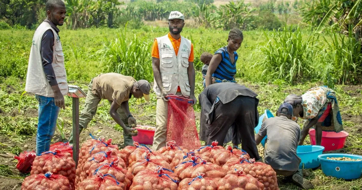 Agricultores do Lépi produzem 265 toneladas de batata-rena com apoio do Projecto Campo Verde