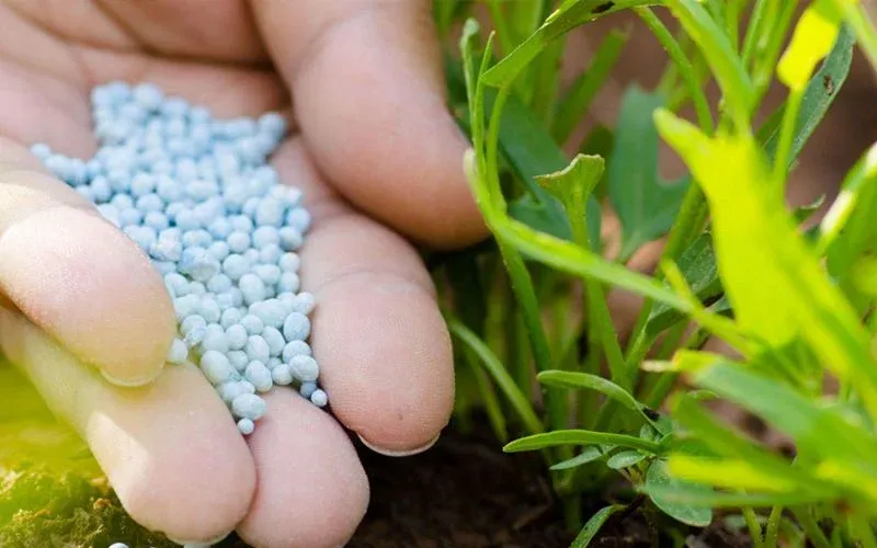 Guerra no Médio Oriente faz disparar preço dos fertilizantes em Angola