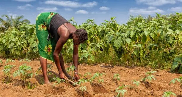 Os Desafios do Sector Agro-Pecuário em Angola