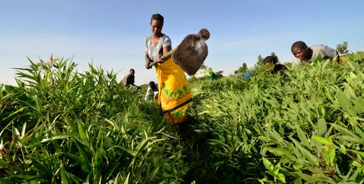 Lições para a Agro-Pecuária em Angola