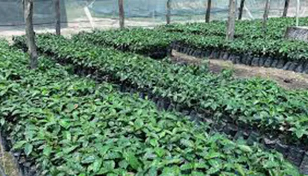 INCA considera que País está a exportar café com pouca qualidade