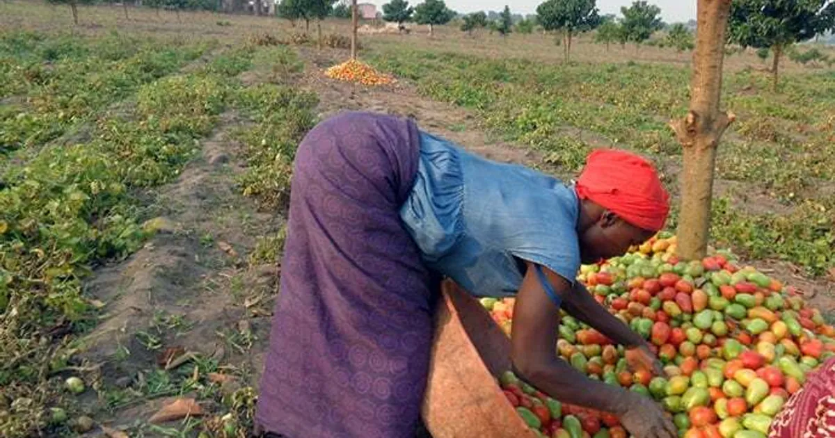 Angola pode vir a ceder terras de aptidão agrícola ao Brasil no âmbito da cooperação bilateral