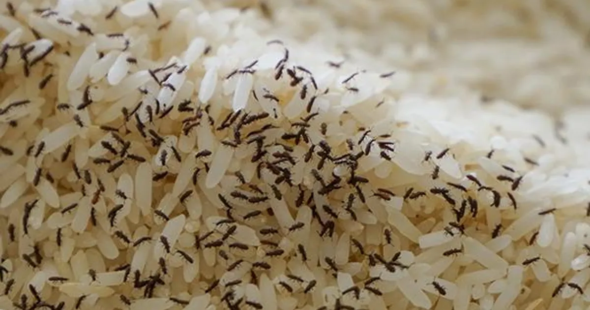 Cabinda: SIC apreende 22 mil sacos de arroz impróprio para consumo