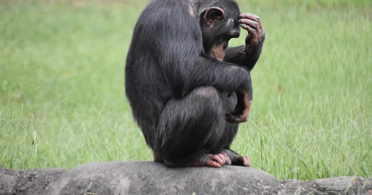 Cientistas descobrem que chimpanzés conseguem tomar decisões racionais – População angolana do Maiombe em declínio e ameaçada pela captura e desflorestação
