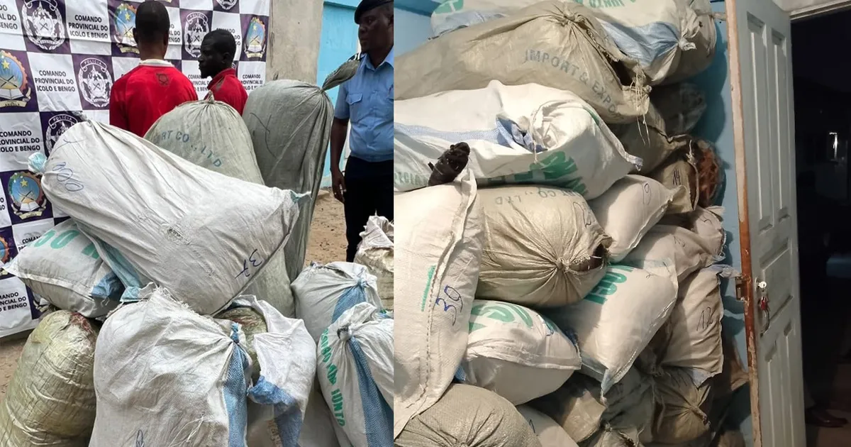 Negociantes de liamba de Malanje fazem do Zango III o seu foco de comércio, usando adolescentes para vender o produto - Apreendidas quase três toneladas desta droga