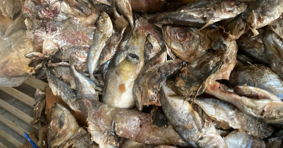 Uíge: Apreendidas 189 caixas de peixe deteriorado no mercado do Beco
