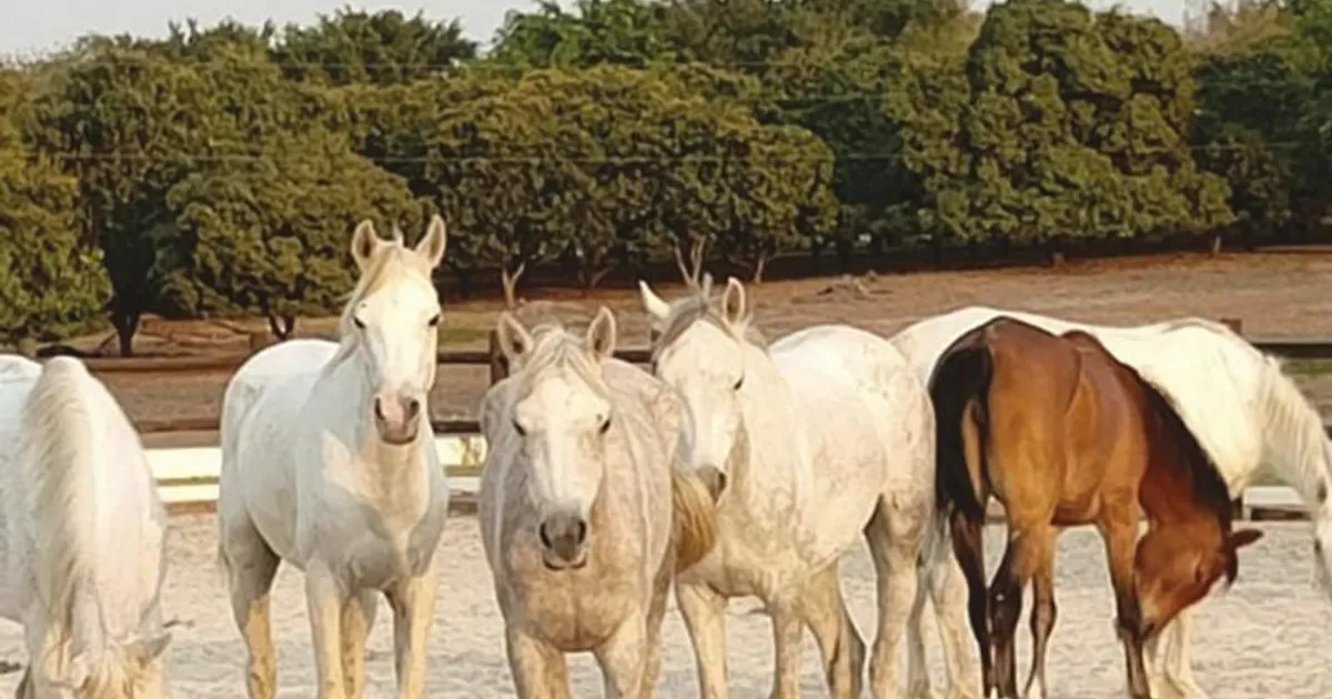 Angola compra 21 cavalos à Namíbia para jogos da juventude em endurance