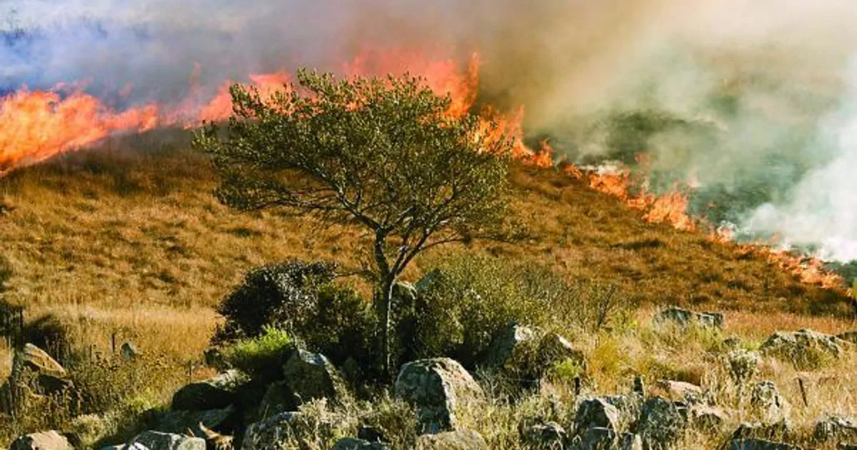 Incêndios já arrasaram este mês mais de 500 hectares do Parque da Quiçama