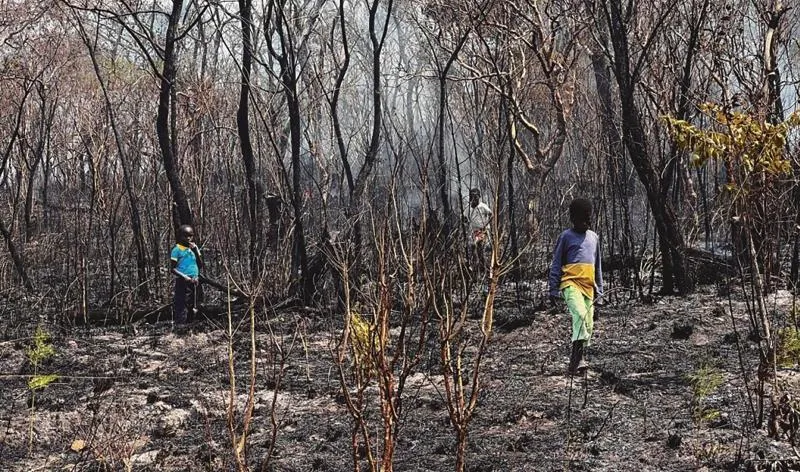 Angola "arde" sem opções para gestão sustentável do fogo
