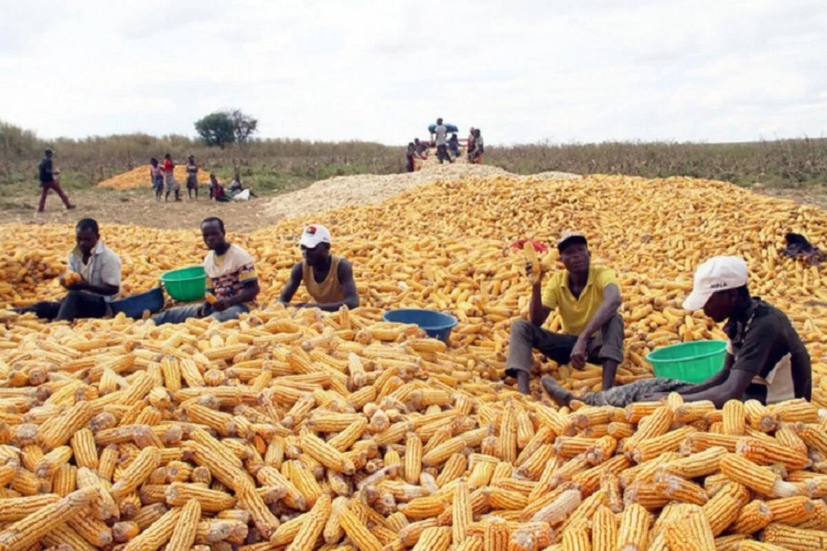 Ministro da Agricultura assina ajuste emergencial de 4,2 milhões USD para compra de sementes de milho