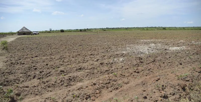 Angola sem terras férteis , pois precisam de correcção para dinamizar agricultura
