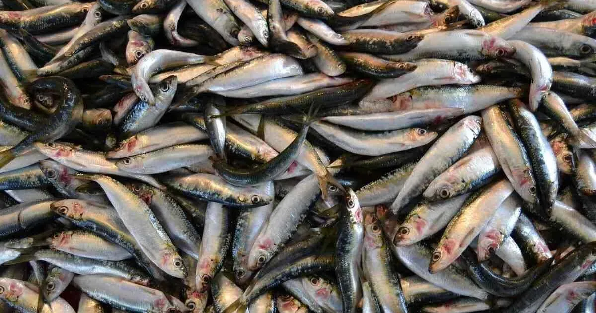Governo levanta veda da captura de sardinha