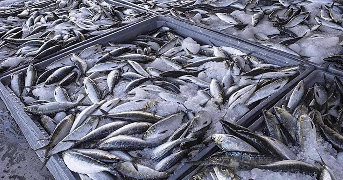 Pesca de carapau proibida durante dois meses a partir de terça-feira - APASIL diz que "se o Governo não compensar, o preço do peixe vai subir"