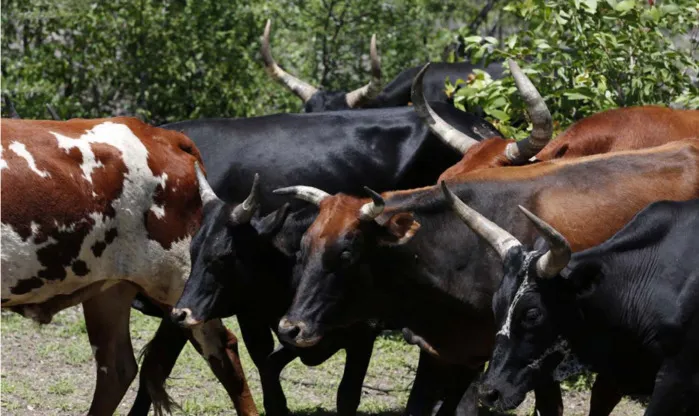 Seca severa na província de Benguela amaça matar mais de 40 mil cabeças de gado