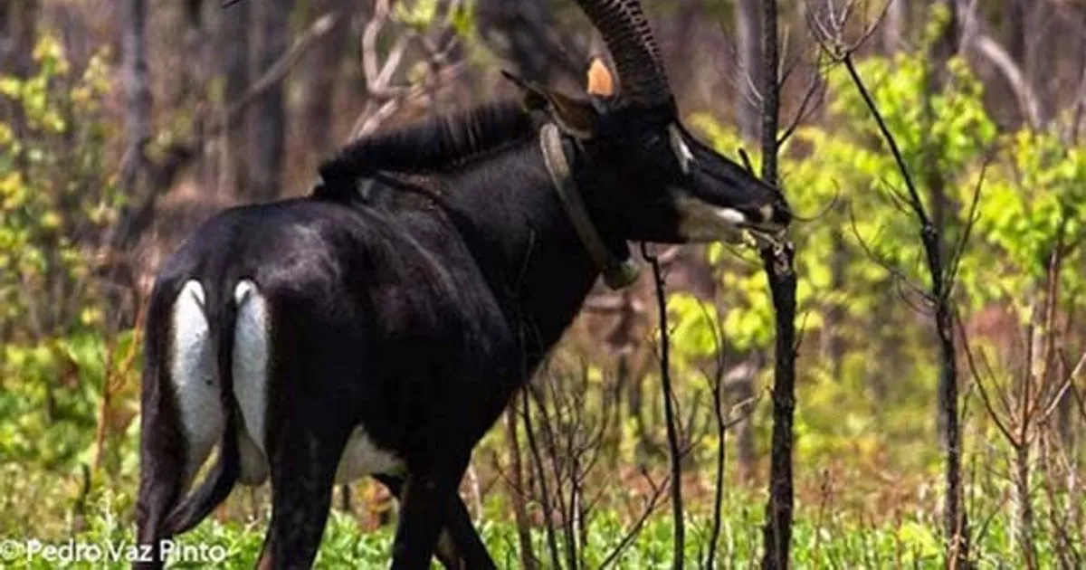 Palanca negra gigante continua criticamente em perigo de extinção - Há cerca de 300 animais, pouco mais de 10% do que era há 50 anos