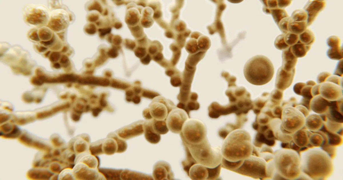 Fungo altamente resistente aos medicamentos ameaça sistemas de saúde europeus e pode ser um problema ainda mais sério em África
